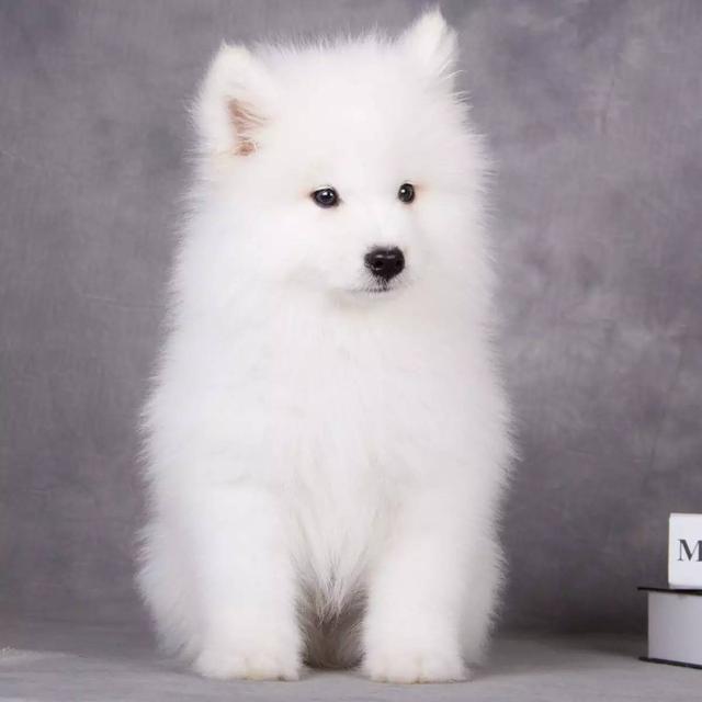 150億市場(chǎng)潛力，辦公室裝修也要開(kāi)始考慮狗狗的感受了