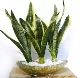 什么樣的植物能有效去除辦公室甲醛等有害物質(zhì)呢？